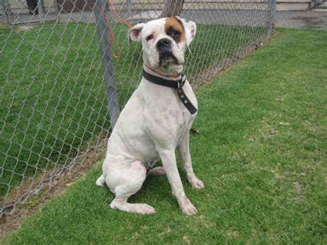 California Boxers In Need Camarillo Ca Ida496227