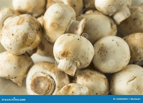 Raw White Organic Baby Button Mushrooms Stock Photo Image Of Group