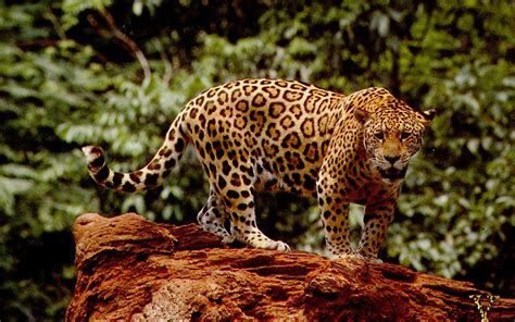 Inspirasi Top 39 Jaguar Cat 3d
