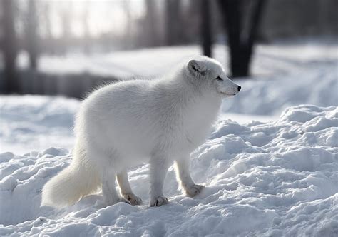 1920x1080px 1080p Free Download Dogs Arctic Fox Snow Winter Hd