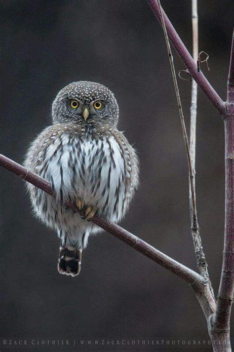 Northern Pygmy Owl Pictures Cute Baby Owl Animals