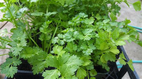 How to keep flowers fresh in fridge. How to Keep Cilantro Fresh in the Fridge for Over 2 Weeks ...