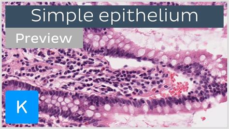 Simple Epithelium Types Of Tissues And Cells Preview Human