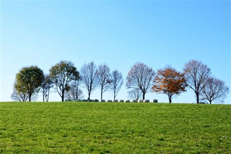 Free Images Landscape Tree Nature Horizon Group Sky Field Lawn