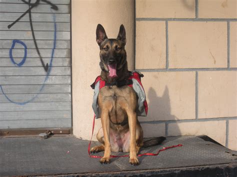 About Superpaws Dog Training Long Island New York City Nassau