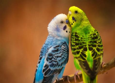 All About Budgerigars Petmd