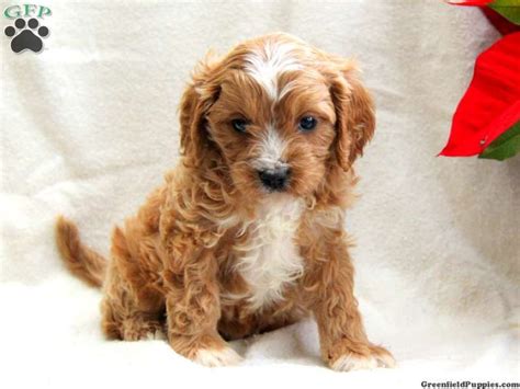 Click to view our latest toy puppies! Copper, Cavapoo Puppy For Sale from Gordonville, PA ...