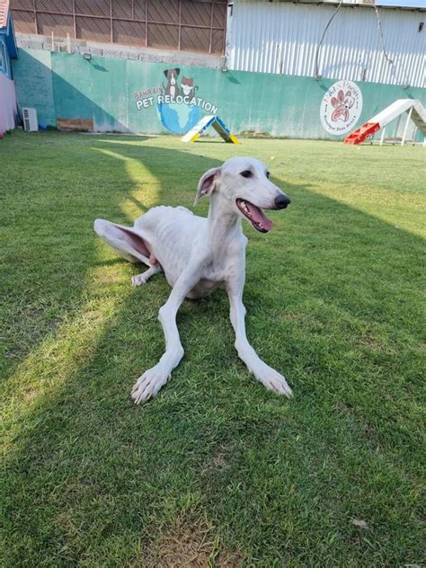 sameer project galgo adoption and fostering