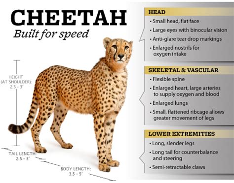 Cheetahs Are How They Built