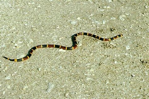 Venomous Snakes Of The Dallasfort Worth Metroplex Dfw Urban Wildlife