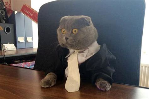 business cat blank template imgflip
