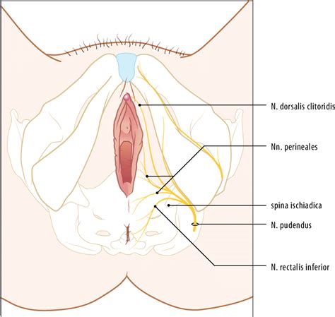 Figuur De Innervatie Van Het Genitale Gebied Van De Vrouw De N Download Scientific Diagram