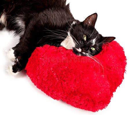Cat Lying Heart Formed Pillow Stock Photos Free And Royalty Free Stock