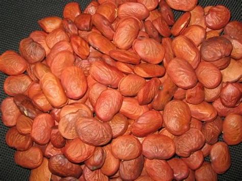 Karanja Seeds At Best Price In Mumbai By A1 Oil India Id 5052318548