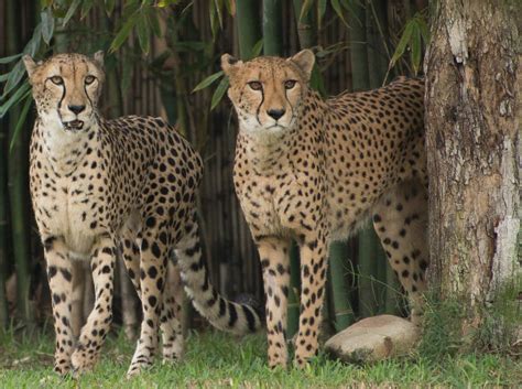Cheetahs Are So Genetically Similar To One Another That Their Organs Can Be Freely Transplanted