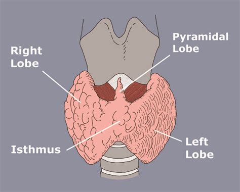 Thyroid Anatomy And Physiology Miami Endocrine Surgery