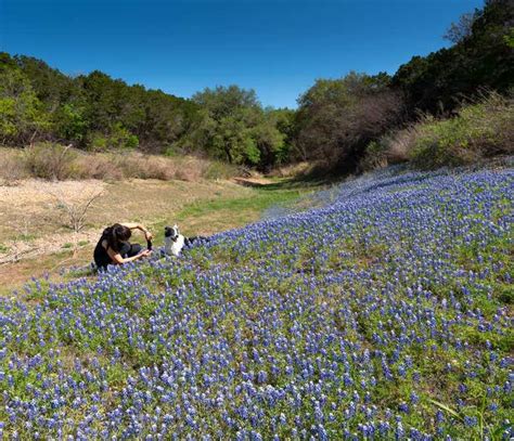 Bluebonnets At Muleshoe Bend Park Near Austin
