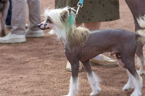 Chinese Crested Dog Stock Photo Image Of Face Canine 102154756