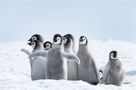 Pingvini Ptice Koje Ne Lete Nego Plivaju Zoonahr