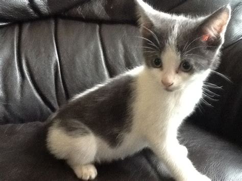 Bluegreywhite Kittens For Sale Maidstone Kent