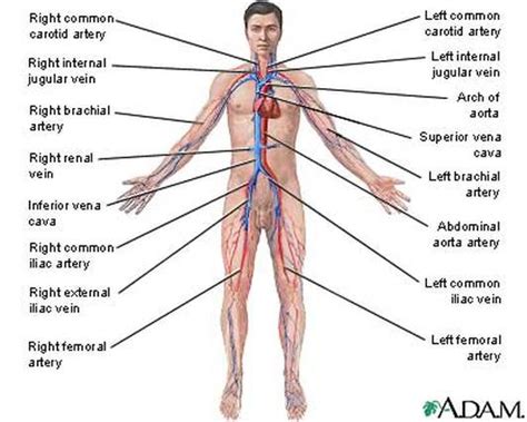 There are three major types of blood vessels in the body, the arteries, capillaries and veins. Major Blood Vessels - Biology 12: PLO