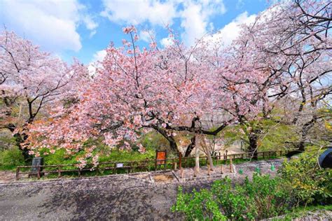 Cherry Blossoms Festival Japan Forecasts 2019 Where And When To Visit