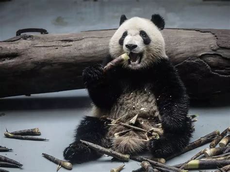 Climate Change Is Wiping Out Bamboo Which Puts Giant Pandas In Danger