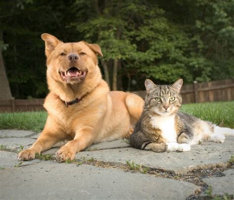 一起猫狗 库存照片 图片 包括有 复制 空间 笨蛋 一起 工作室 统一性 查找 背包 爪子 21125374