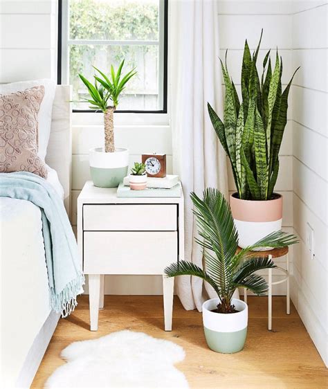 What Are The Best Indoor Plants For A Bedroom