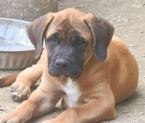 Ask questions and learn about mastiffs at nextdaypets.com. English mastiff puppy for sale for Sale in Coatesville, Pennsylvania Classified | AmericanListed.com
