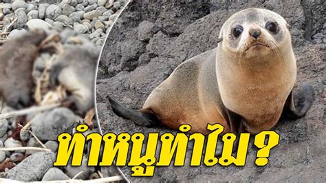 Jun 15, 2021 · voted: สลดพบซากลูกแมวน้ำ 6 ตัว ถูก 'ฆ่าตัดหัว' เร่งล่าคนร้ายไร้ ...