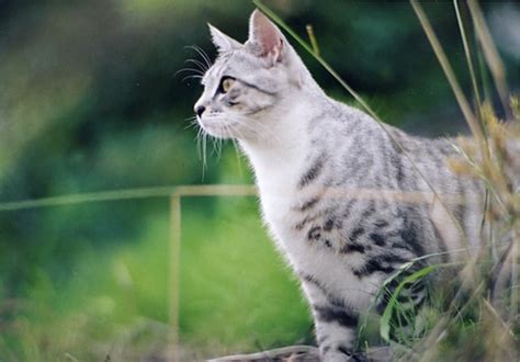 Very few types of cats have blue eyes (which are the rarest) and others have green, yellow, or amber. Willow | FlameClan Roleplaying Wiki | Fandom