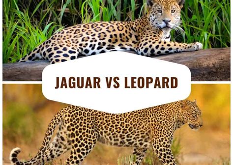 différence entre jaguar et leopard – différence entre guépard et