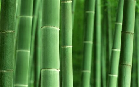 Enakblog Bamboo Wallpapers