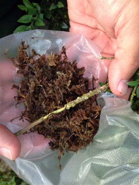 Burt Stark House Grounds Keepers: Restoration of the boxwood hedge begins