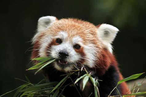 Red Panda Genes Suggest There Are Actually Two Different Species New Scientist