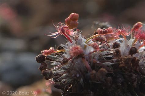 Drosera Verrucata Species Profile Fierce Flora