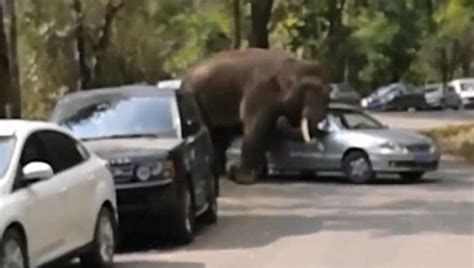 Elefante Espalha P Nico Na China Com Ataques Em Dias