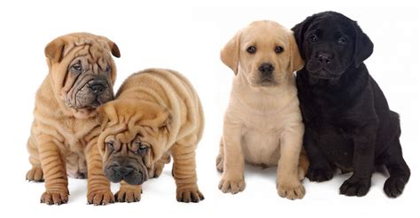 Shar Pei Lab Mix A Complete Guide To The Lab Pei Dog
