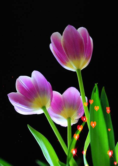 Beautiful bouquets, blooming buds, flickering flower magic. Decent Image Scraps: Flower Animation