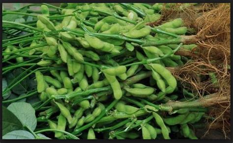 Maybe you would like to learn more about one of these? Klasifikasi dan Morfologi Tanaman Kacang Kedelai (Glycine ...
