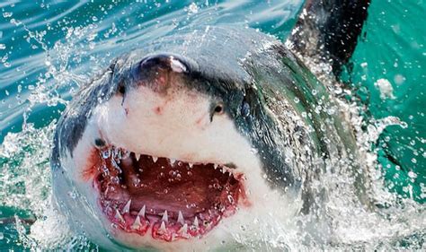 Every year, around 80 unprovoked attacks are reported worldwide. Shark attack news: Swimmers come perilously close to ...