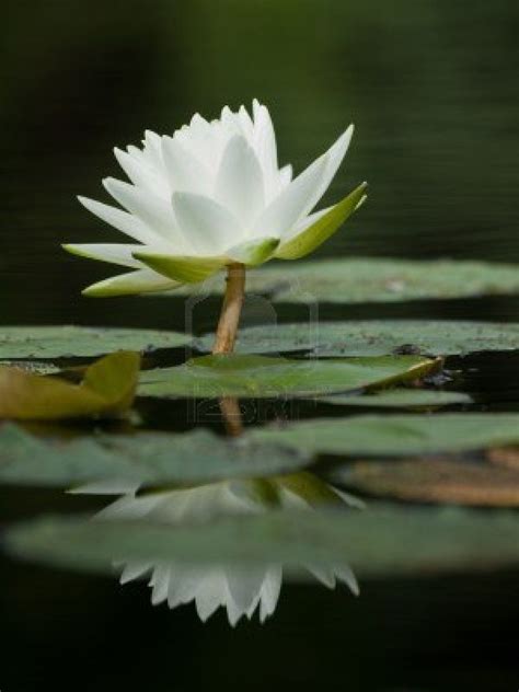 White Water Lily White Lilies Water Lily Lily