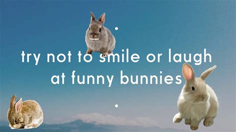Try Not To Laugh Or Smile At Funny Bunnies Funnydogtv
