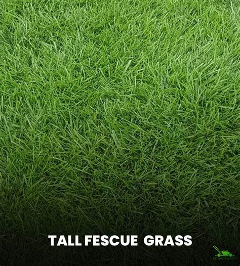 Bermuda Grass Vs Tall Fescue Grass How Do They Differ Bird And Feather