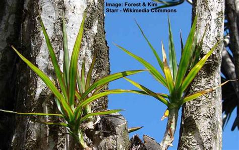 Two new stems will grow from the cut area within a few weeks, and you can produce a. Dracaena Marginata Plant Care: How to Grow Dragon Tree