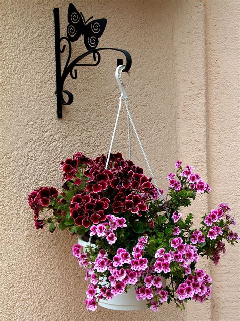 Caring for Indoor Hanging Plants • Flowerups