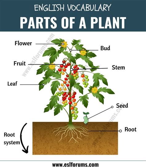 Parts Of A Plant Different Parts Of A Plant With Esl Picture Esl