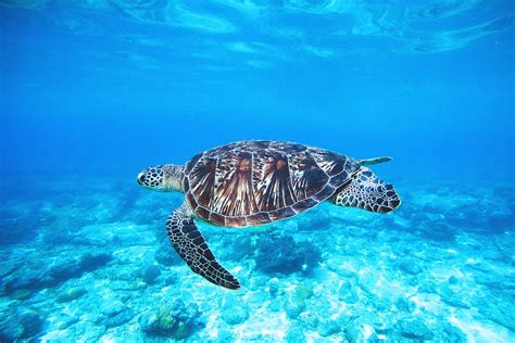 Hd Wallpaper Turtle In Ocean Nature Animals Sea Wild Underwater