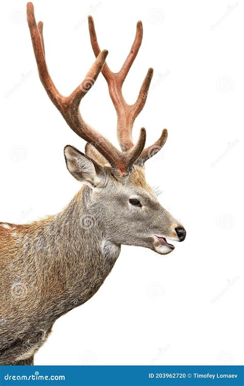 Sika Deer Buck Isolated On White Background Stock Photo Image Of